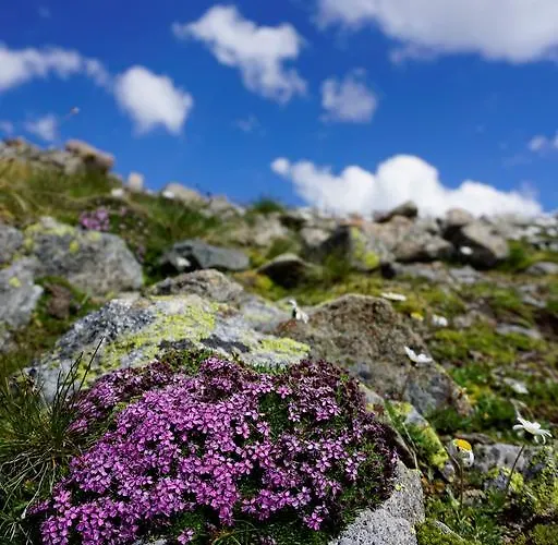 Shima-davos 다보스